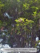 Veiny Pear Fruit Mischocarpus anodontus