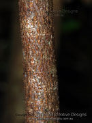 Velvet Bush Lasiopetalum species Bark