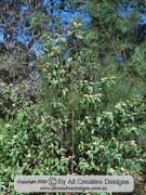 Velvet Bush Lasiopetalum species