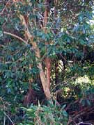 Water Gum Tristaniopsis laurina Bark