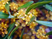 Flower Tristaniopsis laurina