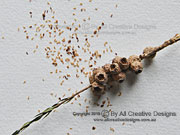 Weeping Paperbark Melaleuca irbyana Seed