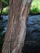 Weeping Tea-tree Leptospermum brachyandrum Bark