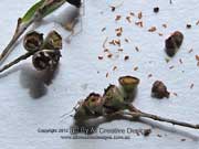 Weeping Tea-tree Fruit Leptospermum brachyandrum