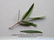 Weeping Tea-tree Leptospermum brachyandrum Leaves