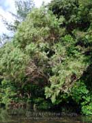 Weeping Tea-tree Leptospermum brachyandrum