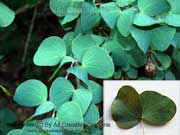 White Bauhinia, Bauhinia hookeri Leaf