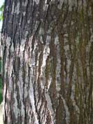 White Cedar Melia azedarach Bark