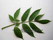 White Elderberry Sambucus gaudichaudiana Leaf