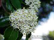 Flower White Hollywood Auranticarpa rhombifolia