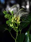 Flower Archidendron hendersonii
