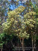 White Mountain Banksia, Banksia integrifolia ssp. monticola