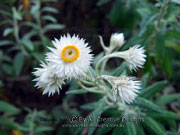 White Paper Daisy Coronidium elatum Flower