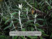 Flower White Paper Daisy Coronidium elatum