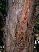 Bark White's Tea-Tree Leptospermum whitei