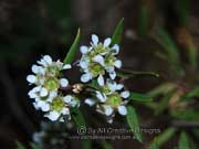White's Tea-Tree Leptospermum whitei Flower