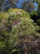 White's Tea-Tree Leptospermum whitei
