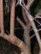 Wild Parsley Lomatia silaifolia Bark