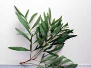 Wild Parsley Lomatia silaifolia Leaves