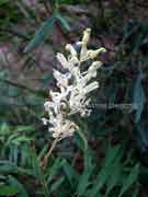 Flower Wild Parsley Lomatia silaifolia