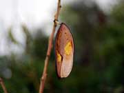 Wild Parsley Lomatia silaifolia Fruit