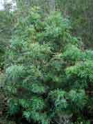 Wild Parsley Lomatia silaifolia