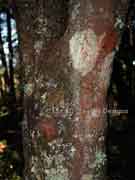 Willow-leaved Hakea Hakea saliciifolia Bark