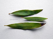 Willow-leaved Hakea Hakea saliciifolia Leaves