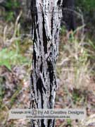 Winged Broom Pea, Jacksonia scoparia Bark