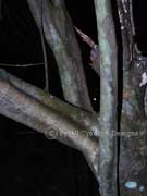 Woolly Brush Apple Mischocarpus lachnocarpus Bark