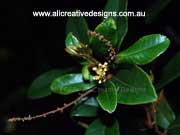 Flower Mischocarpus lachnocarpus Woolly Pear-fruit