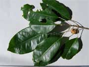 Yellow Acronychia Sarcomelicope simplicifolia Leaves