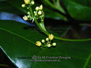 Flower of Pitaviaster haplophyllus Yellow Aspen