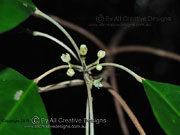 Flower of Sarcomelicope simplicifolia