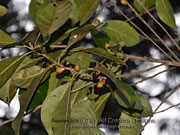  Fruit of Yellow Boxwood, Planchonella myrsinodendron