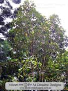 Yellow Boxwood, Planchonella myrsinodendron, Pouteria myrsinifolia