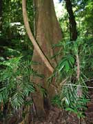 Yellow Carabeen Tree Sloanea woollsii Buttress
