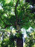Yellow Carabeen Tree Sloanea woollsii Bark