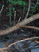 Sophora tomentosa Yellow Necklacepod Bark