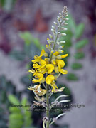 Flower Sophora tomentosa Yellow Necklacepod