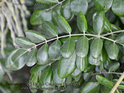 Sophora tomentosa Yellow Necklacepod Leaf