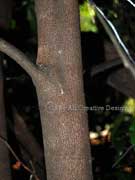 Yellow Plumwood Pouteria myrsinifolia Bark