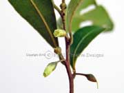 Yellow Plumwood Pouteria myrsinifolia Fruit
