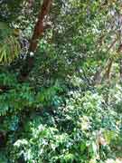 Yellow Plumwood Pouteria myrsinifolia