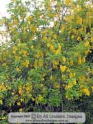 Yellow Shower Cassia queenslandica