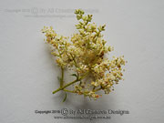 Flower LARGE-LEAVED PRIVET Ligustrum lucidum