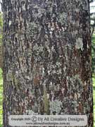 Foxglove-tree Bark Paulownia tomentosa