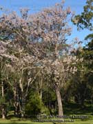 Paulownia tomentosa, Foxglove-tree