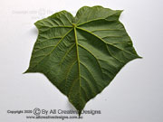 Chinese Empress Tree Leaf Paulownia tomentosa