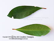 SHOE-BUTTON ARDISIA Ardisia ellipica Leaves